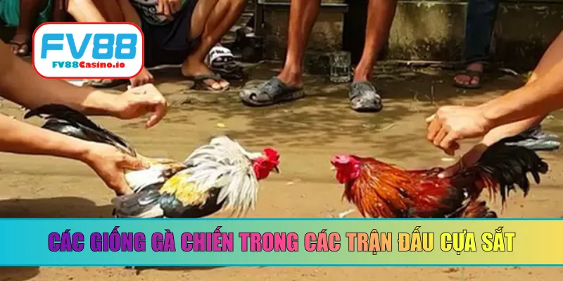Các giống gà chiến thường có mặt trong các trận đấu cựa sắt
