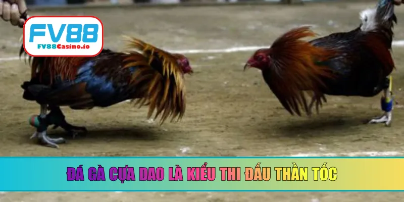 Đá gà cựa dao là kiểu thi đấu thần tốc