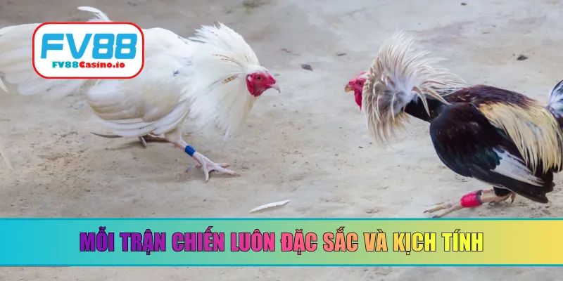 Mỗi trận chiến luôn đặc sắc và kịch tính